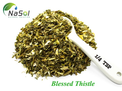 Blessed Thistle extract (Chiết xuất Kế Phúc)