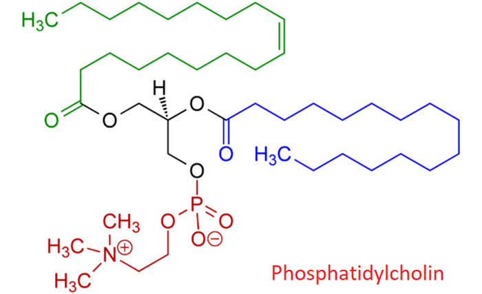 Cấu trúc của Phospatidylcholine
