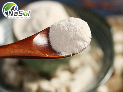 Chiết xuất Phục linh (Poria cocos extract)