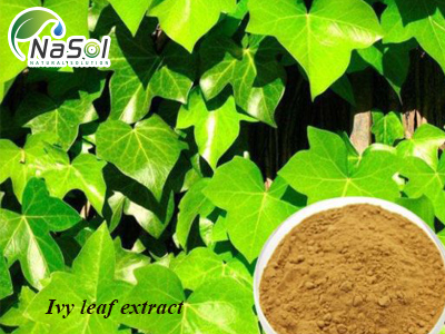 Ivy Leaf extract (Chiết xuất lá Thường Xuân)