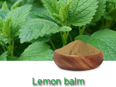 Lemon balm (Tía tô đất)