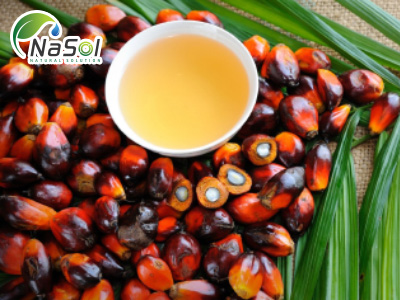 Palm oil (Dầu cọ)