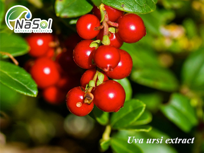 Uva ursi extract (bearberry extract)