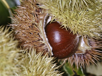 American chestnut (Hạt dẻ Mỹ)