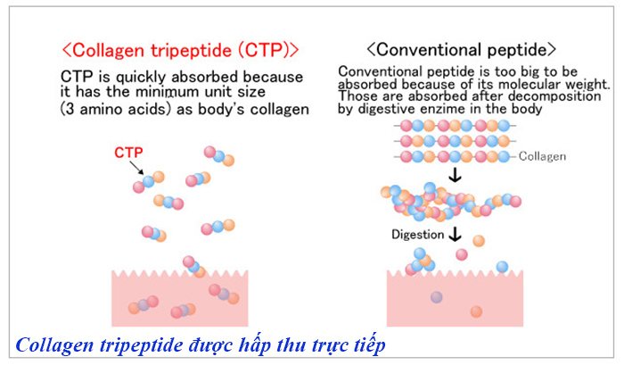 Collagen tripeptide hấp thu ngay qua đường tiêu hóa