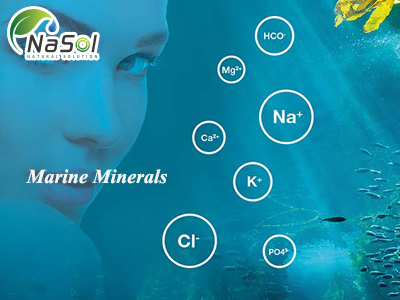 Lợi ích của khoáng chất từ biển (Marine Minerals)