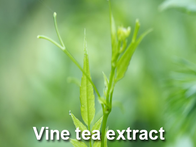 Vine tea extract (chiết xuất chè dây)