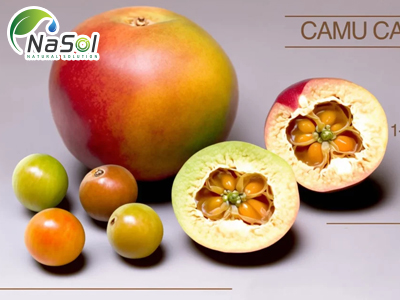 7 lợi ích sức khỏe của quả Camu camu