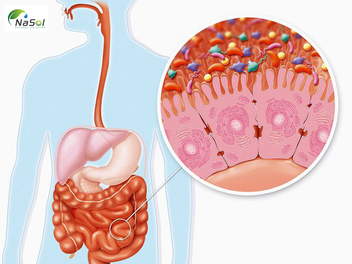 Immunemono cân bằng hệ vi khuẩn đường ruột