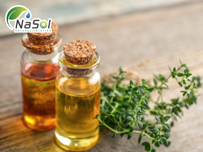 Lợi ích sức khỏe trên đường tiêu hóa của Thymus oil