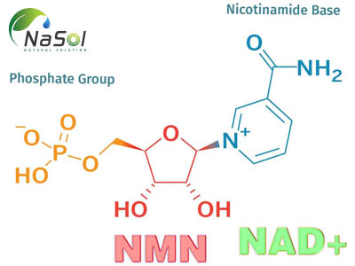 NMN là gì? Công dụng và các nghiên cứu tác dụng 