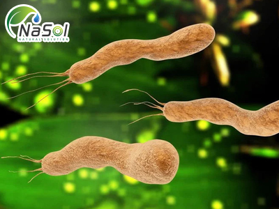 Top 8 nguyên liệu có tác dụng diệt hoặc ức chế vi khuẩn Helicobacter pylori