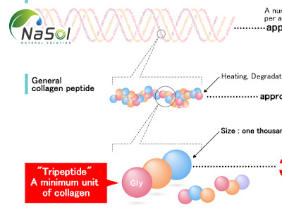 Phân biệt Collagen tripeptide và Collagen Peptide