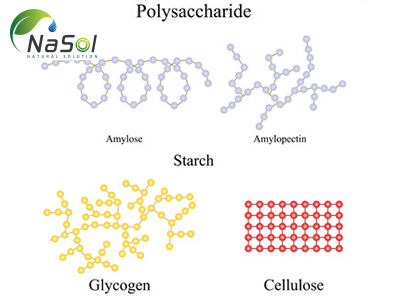 Polysaccharides: Cấu trúc, tính chất và lợi ích sức khỏe 