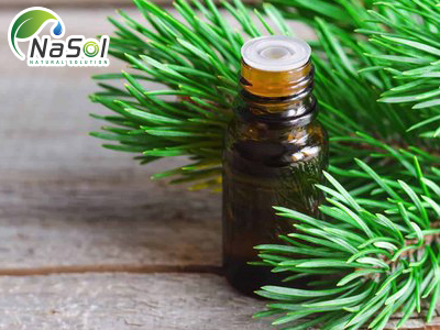 Tinh dầu thông đỏ (Pine needle oil): Lợi ích và cách sử dụng