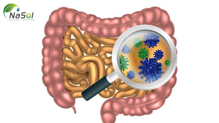  Whey Protein có lợi cho bệnh viêm ruột