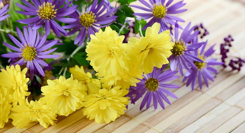 hoa cúc tím giúp da khỏe mạnh hơn