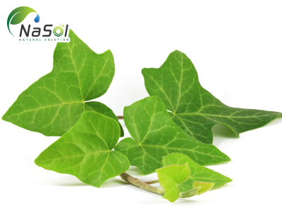 Lợi ích sức khỏe của Ivy leaf extract (Chiết xuất lá Thường Xuân)