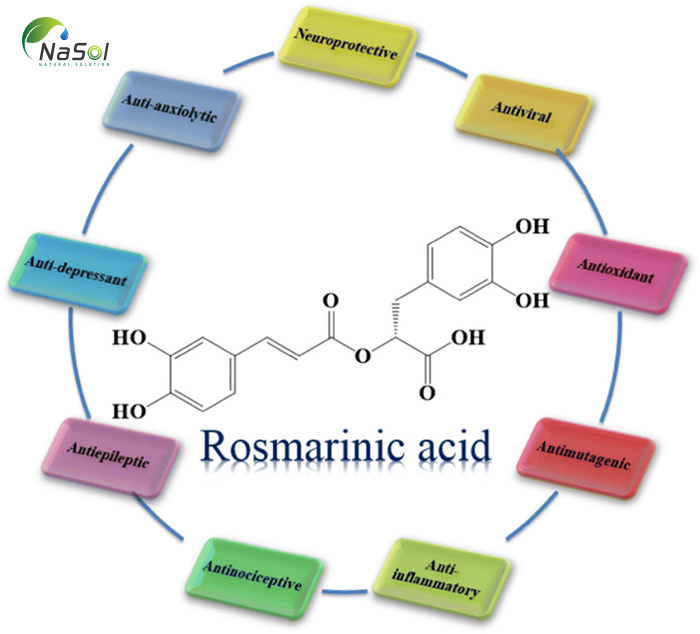 Lợi ích sức khỏe của Acid Rosmarinic