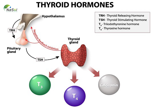 Thyroid extract công dụng