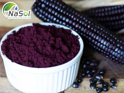 Purple corn extract (chiết xuất ngô tím – dạng bột)