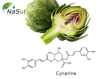 Cynarine là gì? Cấu trúc, nguồn gốc và tác dụng