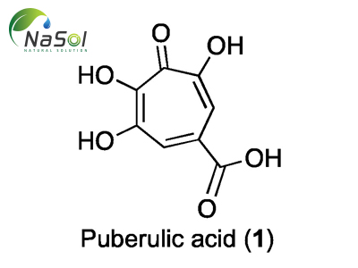 Độc tính của axit puberulic đối với sức khỏe con người