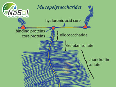 Mucopolysaccharides là gì? Tác dụng và liều dùng
