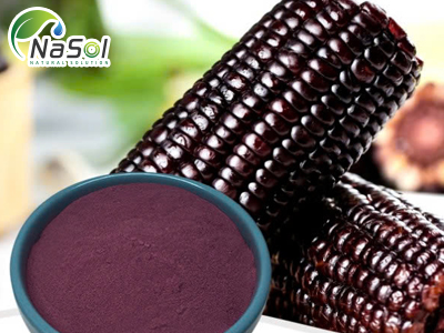 Purple corn (Ngô tím): Loại ngũ cốc giàu chất chống oxy hóa