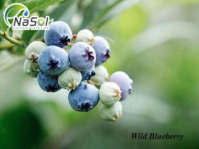 Wild Blueberry (Việt quất dại) – nguyên liêu giàu chất chống oxy hóa