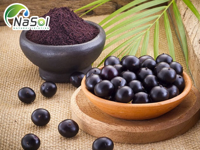 Acai extract (Chiết xuất quả Acai)