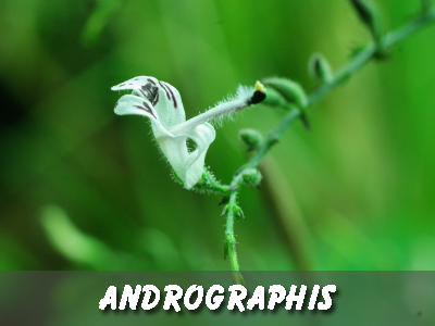 Andrographis (Xuyên tâm liên)