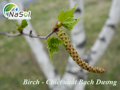 Birch (Betula pendula extract)  