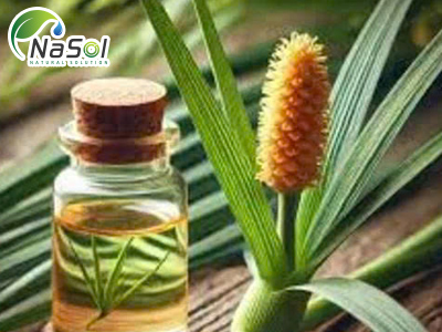 Calamus oil