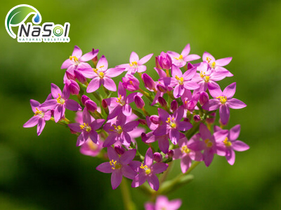 Centaury: Thảo dược đến từ Châu Âu