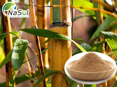 Bambusa Arundinacea extract (Chiết xuất Tre Nghệ)