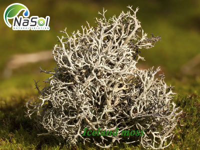 Iceland Moss extract (Chiết xuất Rêu Iceland)