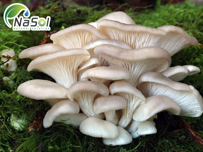 Oyster mushroom (Nấm sò)
