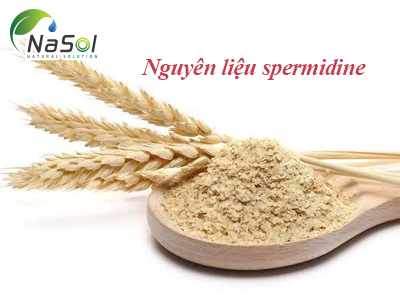 Spermidine