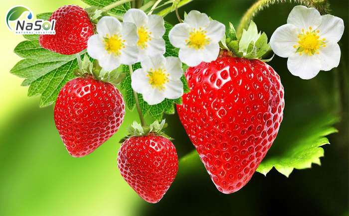 Strawberry là gì