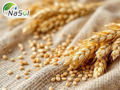 Wheat albumin 