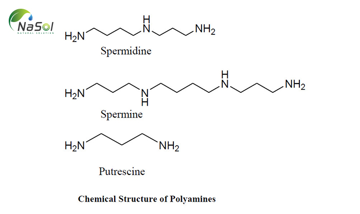 Giới thiệu về nguyên liệu Polyamine