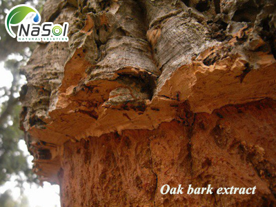 Chiết xuất vỏ thân cây sồi trắng (Oak bark extract)