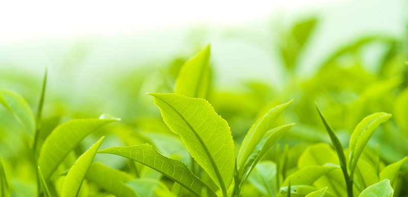 công dụng của chiết xuất trà xanh