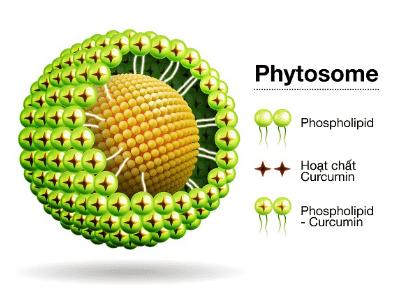 Curcumin phytosome