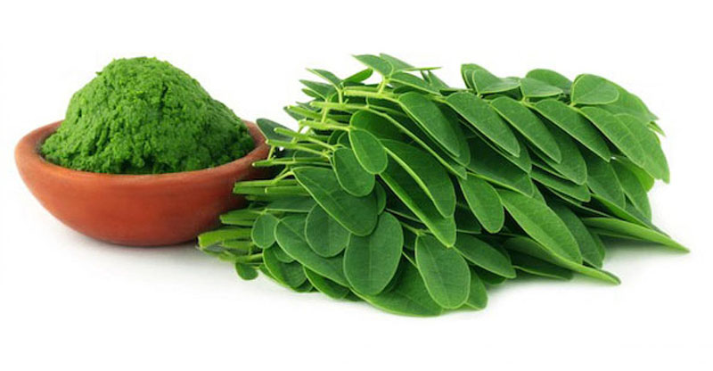 moringa là gì
