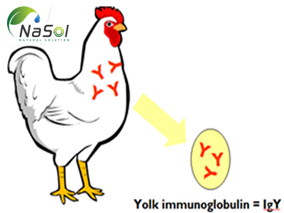 Immunoglobulin Y (Kháng thể IgY từ trứng gà)