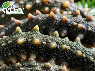 Sea cucumber peptide