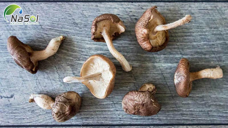 shiitake mushroom là gì