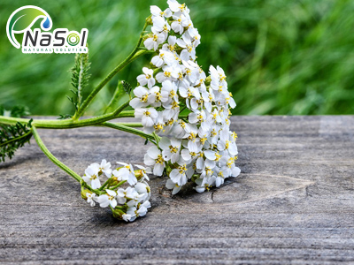 Yarrow extract (Chiết xuất Cỏ thi)
